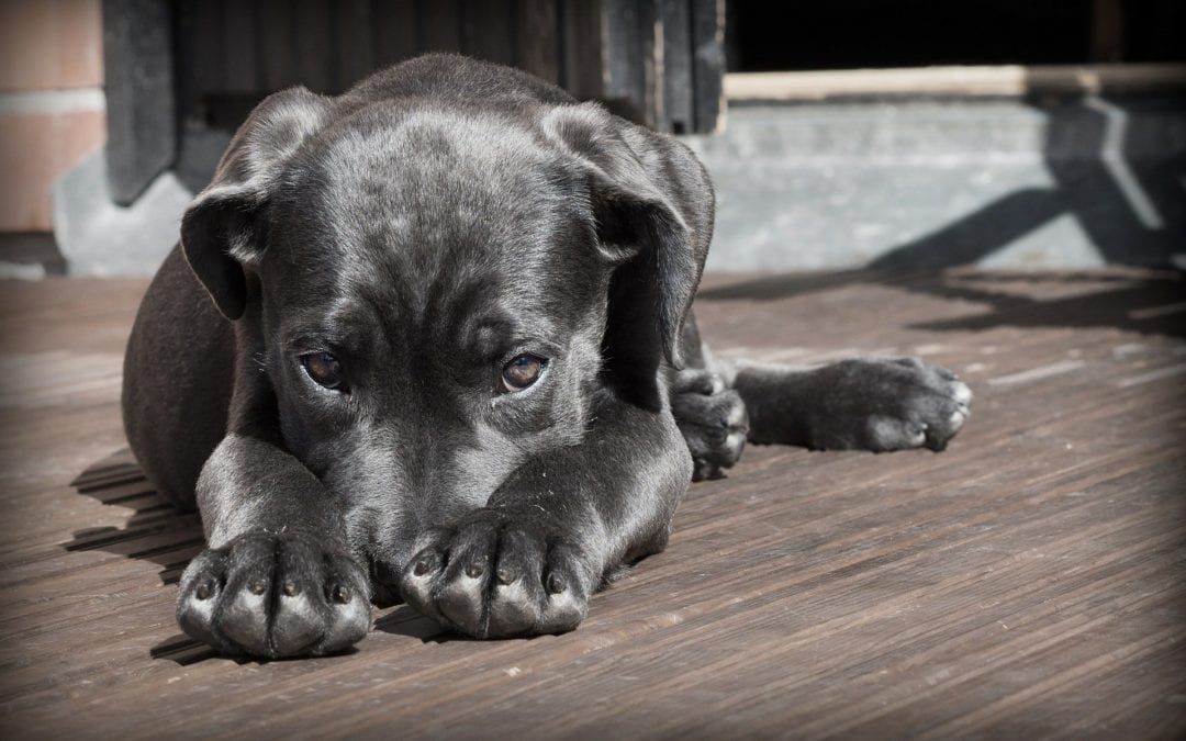 How to Prevent Separation Anxiety From Developing in Your New Puppy