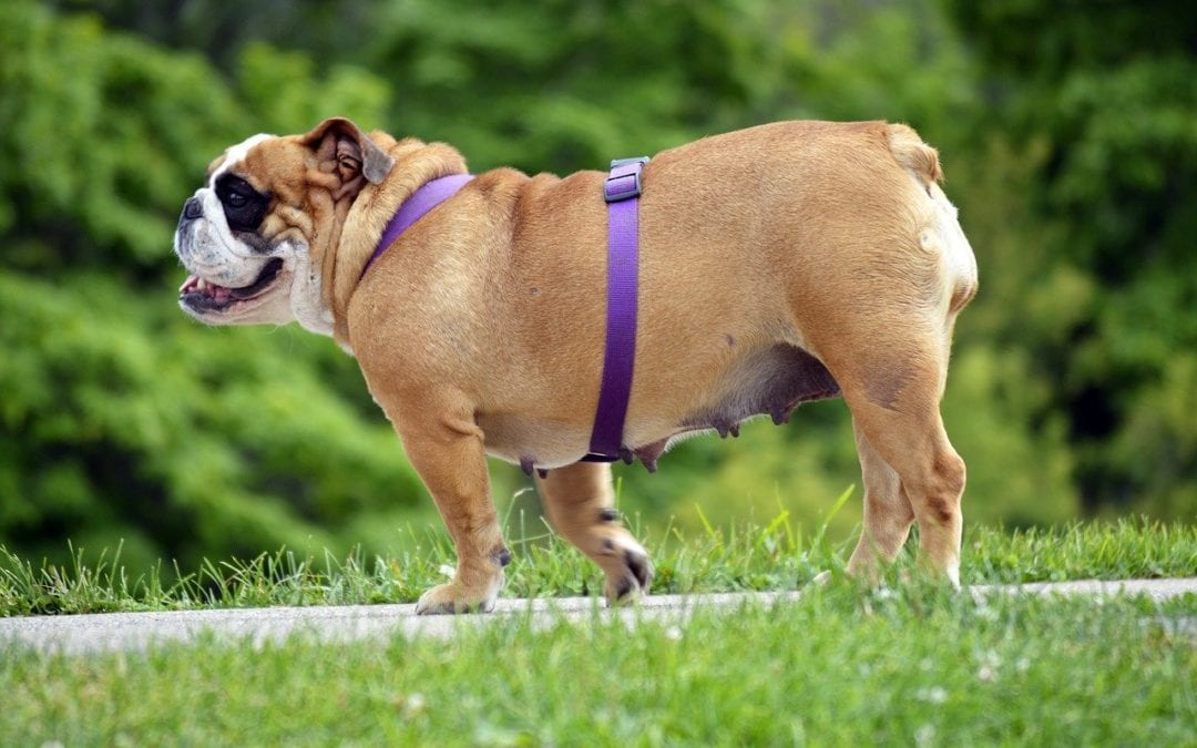 Healthy Weight Loss in Dogs