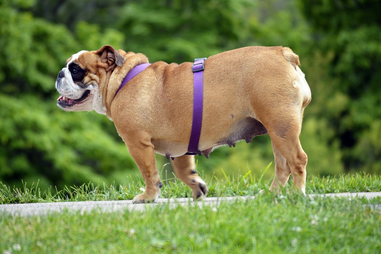 What Is Considered Rapid Weight Loss In Dogs