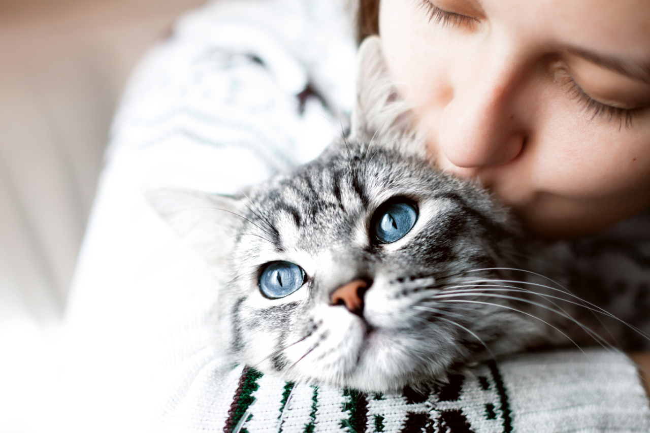 Does Your Cat Make You Sneeze? Tips on Managing Your Cat Allergies