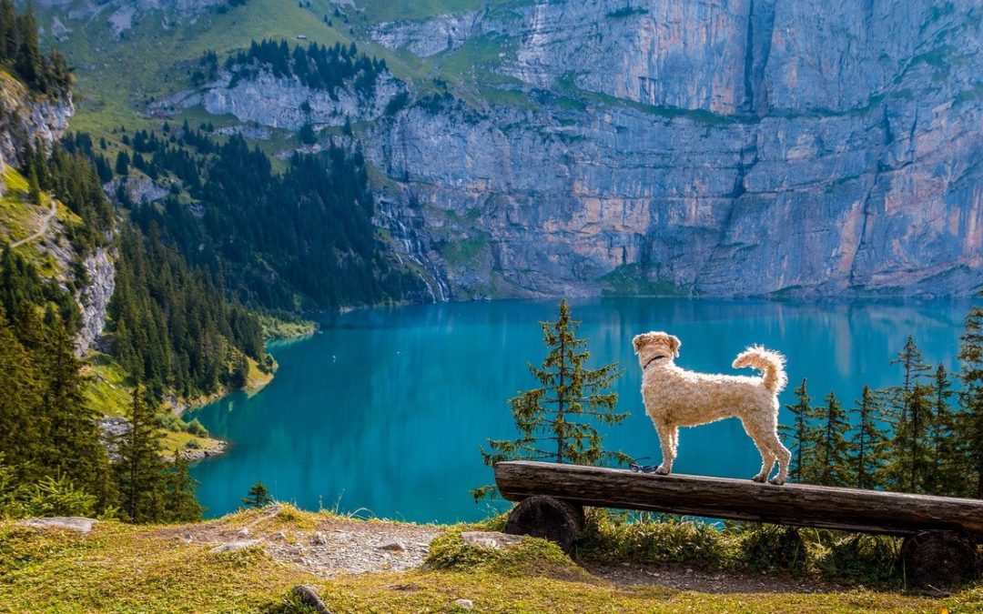 Summertime Hiking Safety Tips for Pets