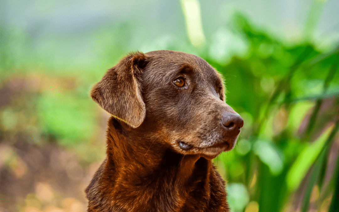 Busting Pet Cancer Myths